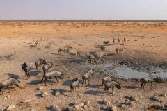 2023-09-Etosha-2-095