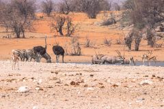 2023-09-Etosha-2-234