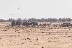 2023-09-Etosha-3-113