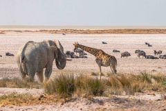 2023-09-Etosha-3-340