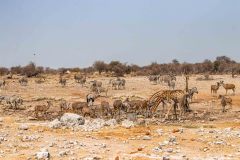 2023-09-Etosha-4-043