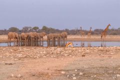 2023-09-Etosha-4-327