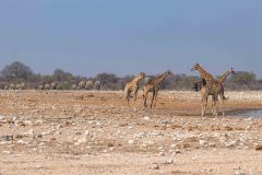 2023-09-Etosha-5-229