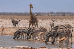 2023-09-Etosha-8-193