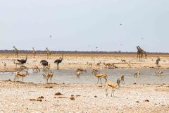 2023-09-Etosha-8-204