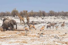 2023-09-Etosha-8-246