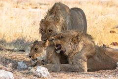 2023-09-Etosha-3-178