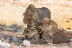 2023-09-Etosha-3-182