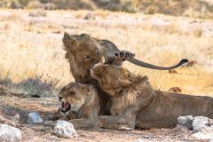 2023-09-Etosha-3-185