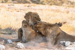 2023-09-Etosha-3-192