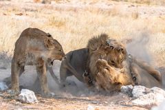 2023-09-Etosha-3-197