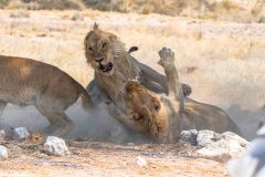 2023-09-Etosha-3-198