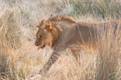 2023-09-Etosha-3-204