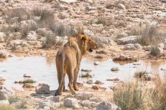 2023-09-Etosha-3-216