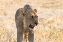 2023-09-Etosha-3-236