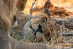 2023-09-Etosha-3-252