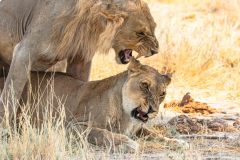 2023-09-Etosha-3-281