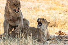 2023-09-Etosha-3-283