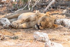 2023-09-Etosha-3-300