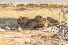 2023-09-Etosha-3-320