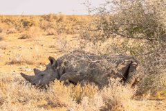 2023-09-Etosha-6-598