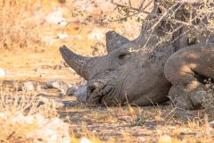 2023-09-Etosha-6-606