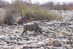 2023-09-Etosha-7-434