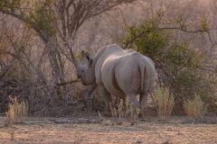 2023-09-Etosha-8-360