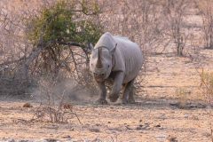 2023-09-Etosha-8-373