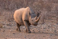 2023-09-Etosha-8-393