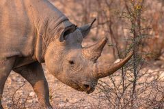 2023-09-Etosha-8-397