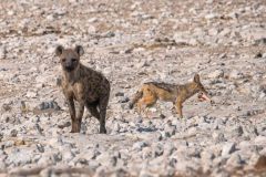 2023-09-Etosha-7-040