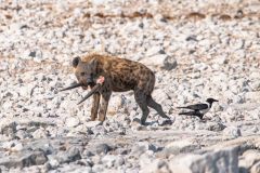 2023-09-Etosha-7-049