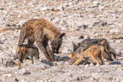 2023-09-Etosha-7-099