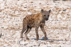 2023-09-Etosha-7-115