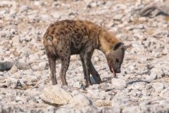 2023-09-Etosha-7-121