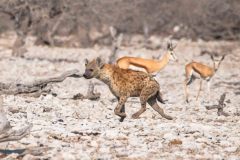 2023-09-Etosha-7-130