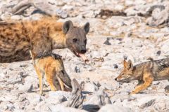 2023-09-Etosha-7-141