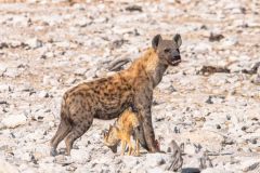 2023-09-Etosha-7-144