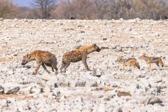 2023-09-Etosha-7-152