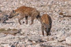 2023-09-Etosha-7-174