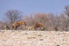 2023-09-Etosha-7-197