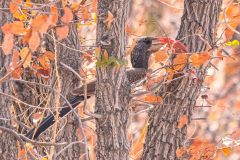 2023-09-Etosha-1-078