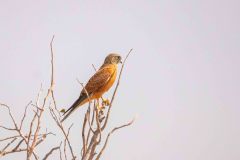 2023-09-Etosha-2-172