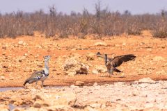 2023-09-Etosha-2-249