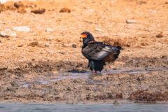 2023-09-Etosha-2-363