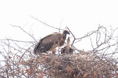 2023-09-Etosha-2-375