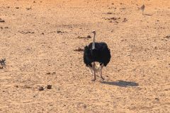 2023-09-Etosha-2-437