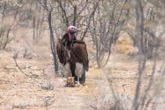 2023-09-Etosha-3-149