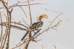 2023-09-Etosha-3-343